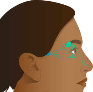 A diagram showing the connection between the nose and the eyes